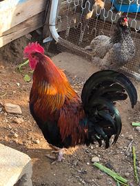 Gallo marans