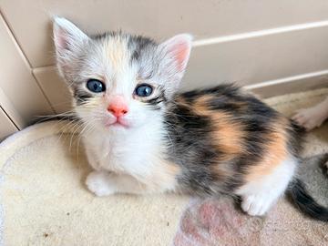 Cucciolata di 5