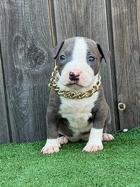 American pitbull terrier