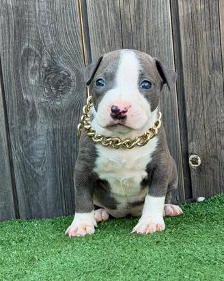 American pitbull terrier