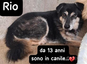 RIO 13 ANNI taglia media