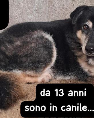 RIO 13 ANNI taglia media