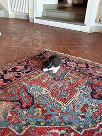 Gattino maschio bianco e nero