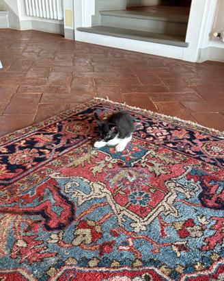 Gattino maschio bianco e nero