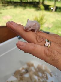 Mus musculus ( topolini domestici)