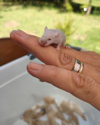 Mus musculus ( topolini domestici)