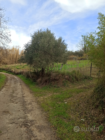 Terreno agricolo