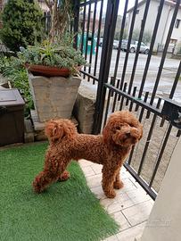 Pronto per le Femmine