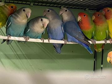 Inseparabili novelli