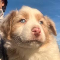 Cuccioli di pastore australiano