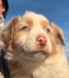 Cuccioli di pastore australiano