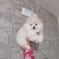 Spritz di Pomerania nano