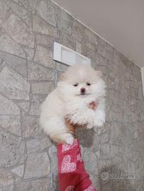 Spritz di Pomerania nano