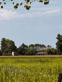 Terreno agricolo di 56 biolche a Suzzara