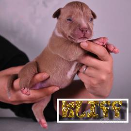 Cuccioli di American Bully XL