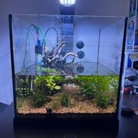 Acquario 30l già avviato