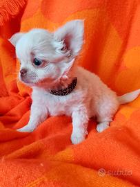 Chihuhuahua mashiwtti