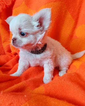 Chihuhuahua mashiwtti
