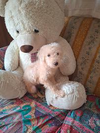 Maltipoo cucciola