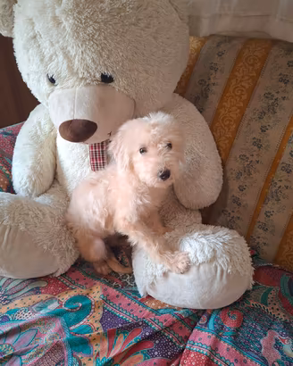 Maltipoo cucciola
