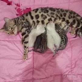 Gattini bengala