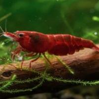 Neocaridina Davidi gamberetti