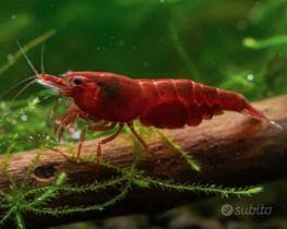 Neocaridina Davidi gamberetti