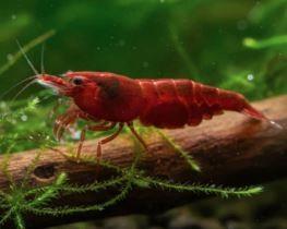 Neocaridina Davidi gamberetti