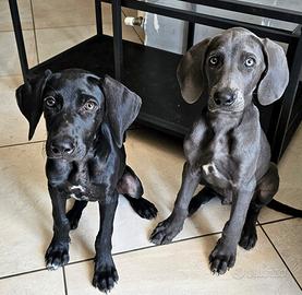 Cucciole stupende, 2/3 Weimaraner, 7 mesi