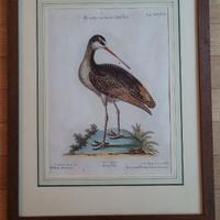 Stampe ornitologia originali fine 1700