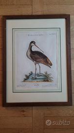 Stampe ornitologia originali fine 1700