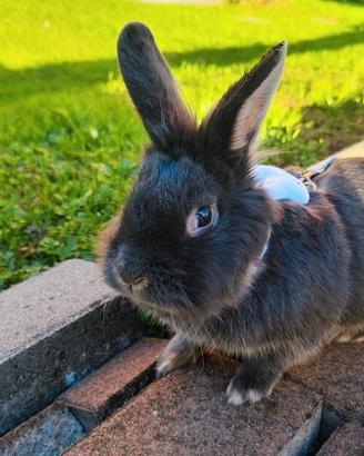 Coniglietto nano