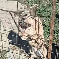 Coppia di bulldog francese