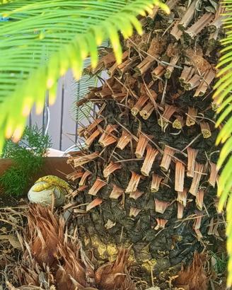 Cycas revoluta adulta con 8 polloni + vaso grande 