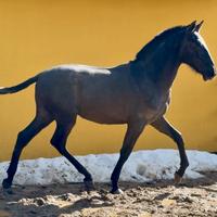 Cavallo pre puledro andaluso