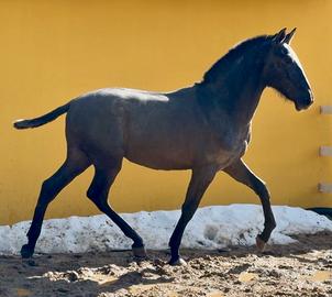 Cavallo pre puledro andaluso