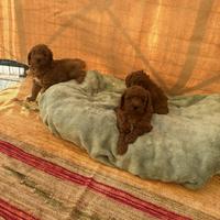 Maschietti di barboncino toy