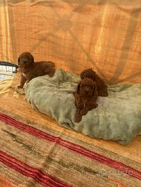 Maschietti di barboncino toy