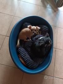 Chihuahua femmina