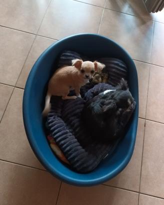 Chihuahua femmina