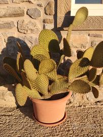 piante grasse