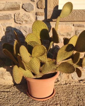 piante grasse