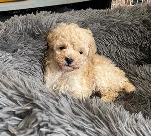 Cucciolo di razza barboncino