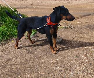 Jagd terrier