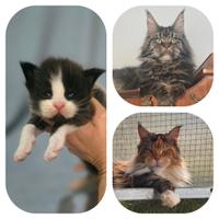 Cuccioli di maine coon