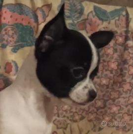 Cucciolo di chihuahua