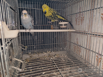 Coppia di cocorite ( LEGGERE BENE L'ANNUNCIO)