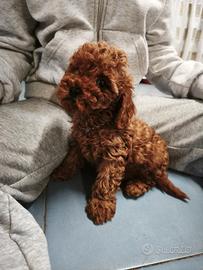 cuccioli di barboncini toy 
