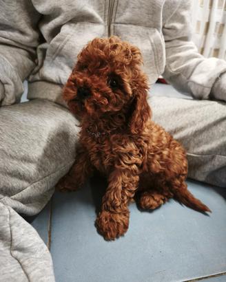 cuccioli di barboncini toy 