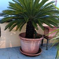 CYCAS REVOLUTA ULTRADECENNALI IN VASO RESINA